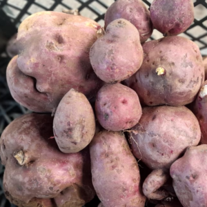 camote