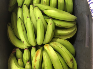 Banano - guineo