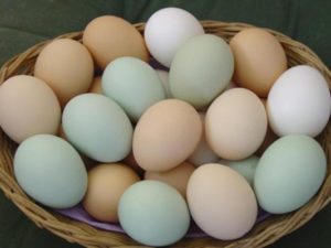 Huevos de campo (unidad)