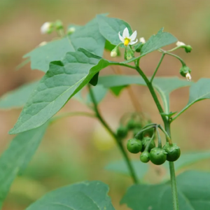 Hierba mora orgánica (atado)
