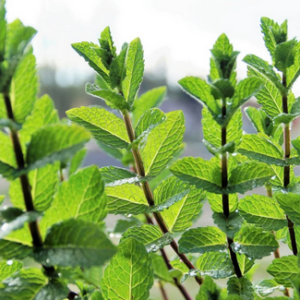 Hierba buena (atado)